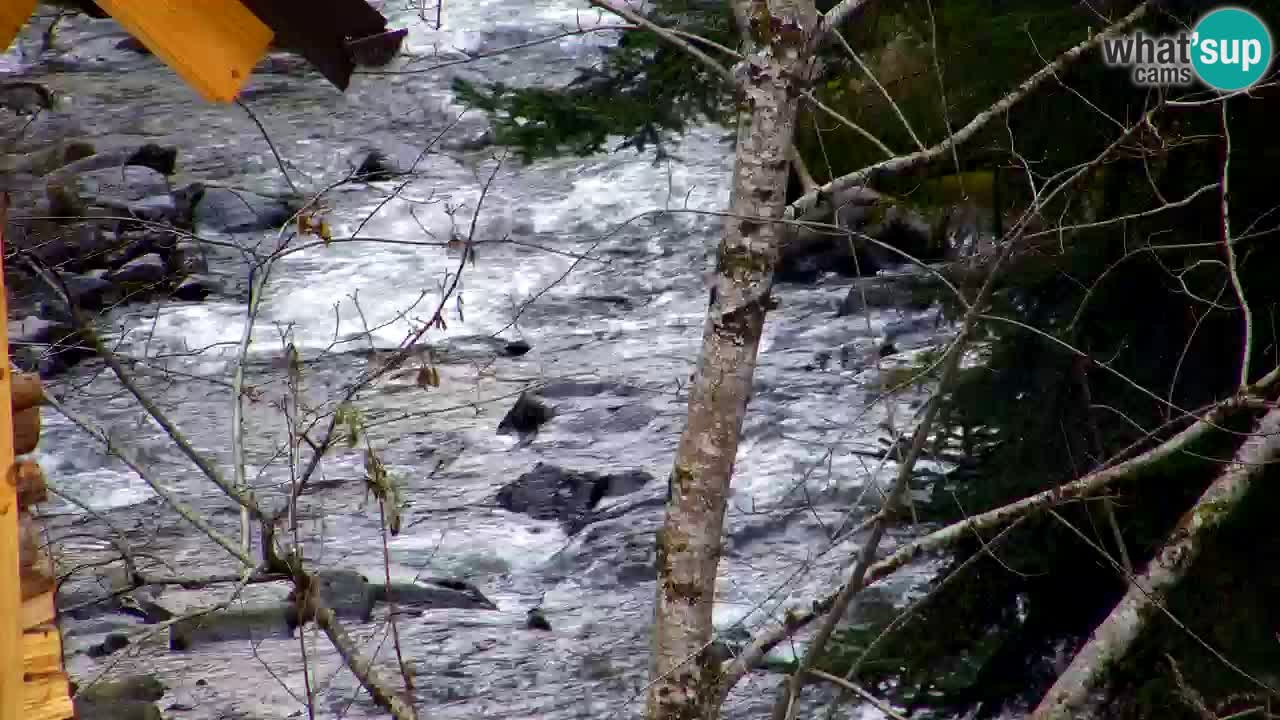 Spletna kamera Lukanja – Water Village | Pohorje Houses