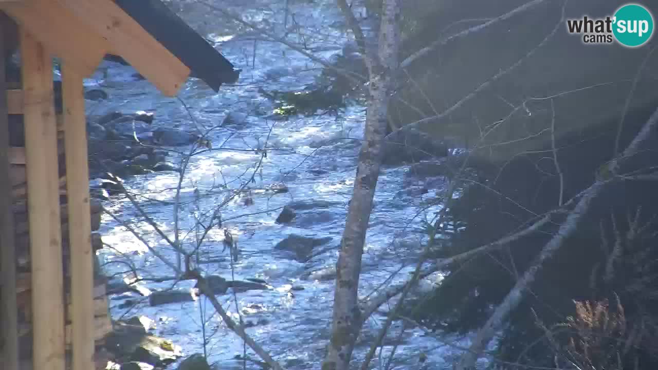 Webcam Lukanja – Water Village | Pohorje Houses