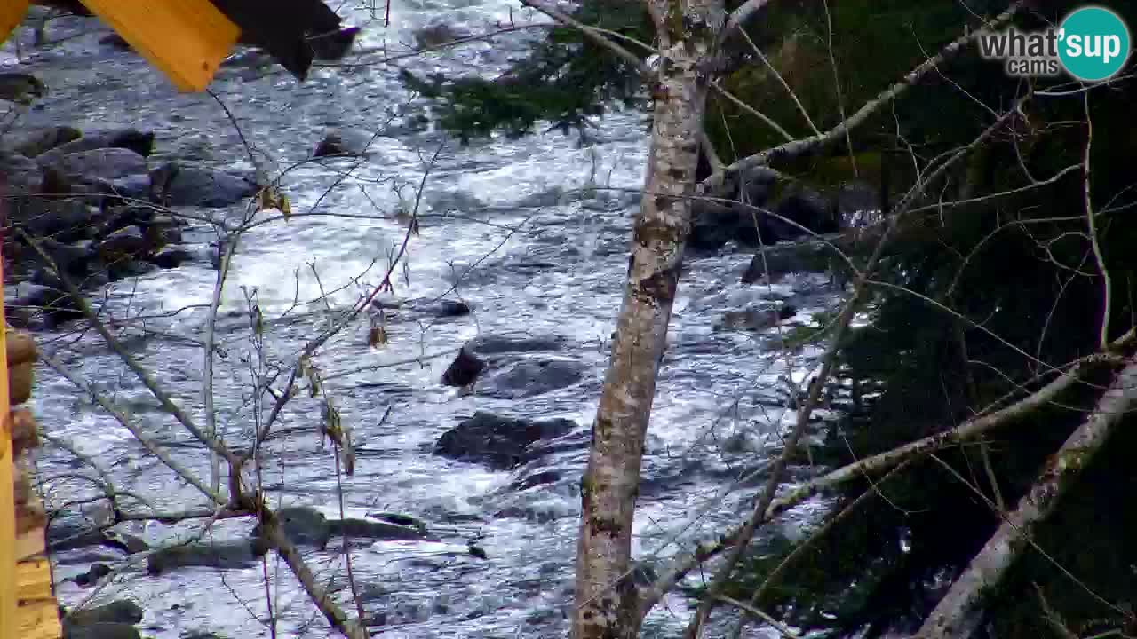 Webcam Lukanja – Water Village | Pohorje Houses