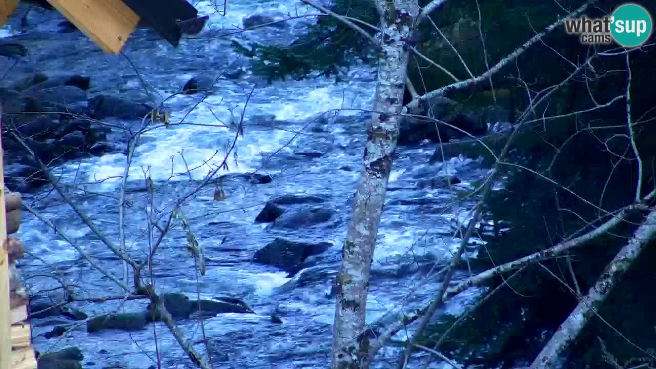 Webcam Lukanja – Water Village | Pohorje Houses