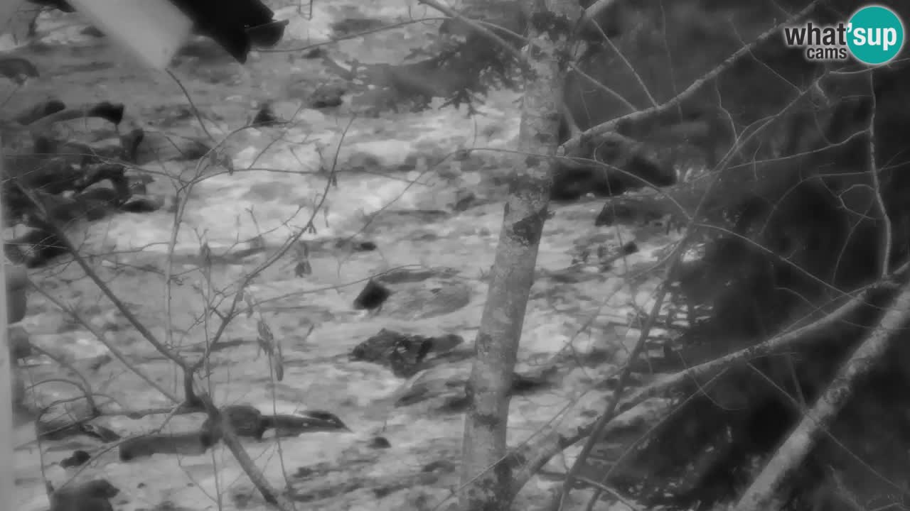 Spletna kamera Lukanja – Water Village | Pohorje Houses