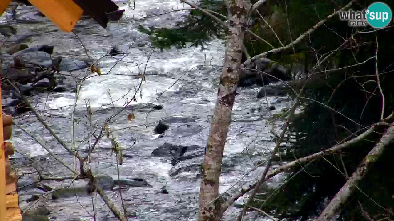 Spletna kamera Lukanja – Water Village | Pohorje Houses