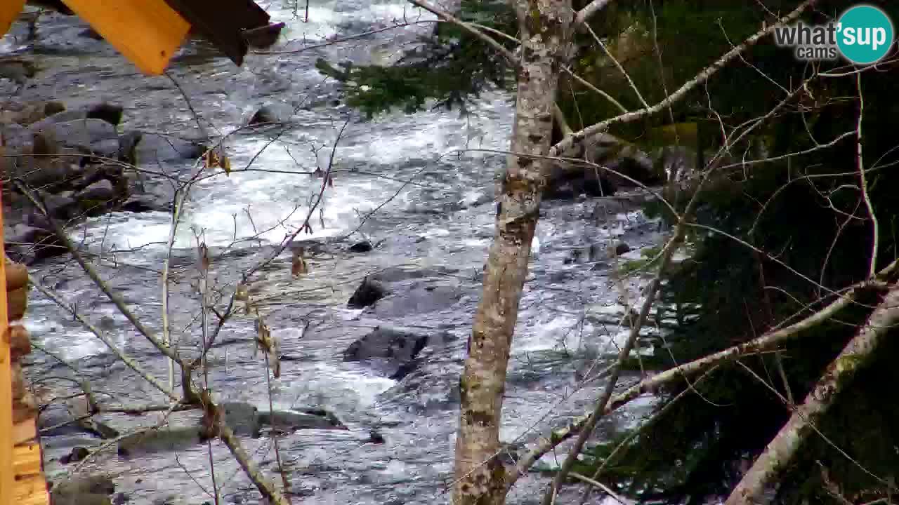 Webcam Lukanja – Water Village | Pohorje Houses