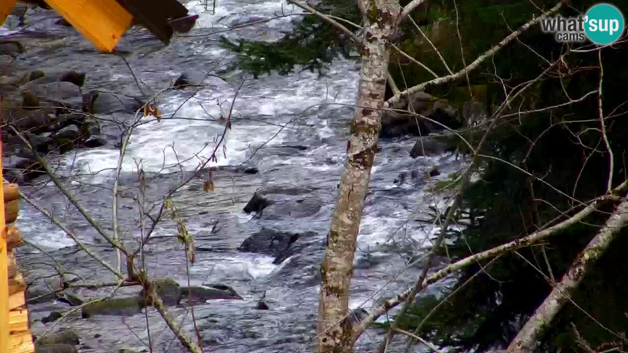 Webcam Lukanja – Water Village | Pohorje Houses