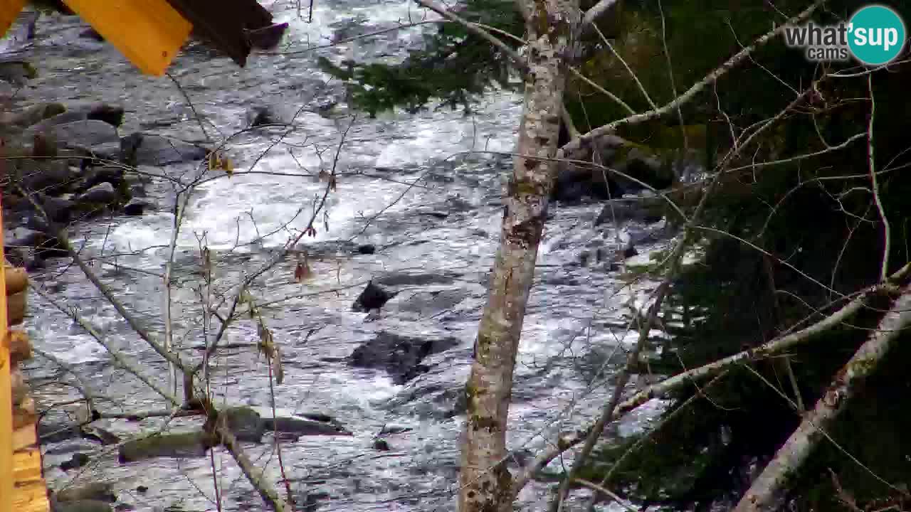 Webcam Lukanja – Water Village | Pohorje Houses