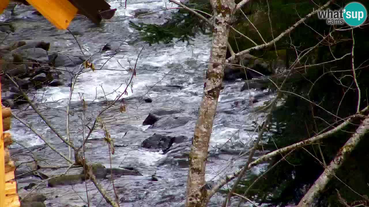 Webcam Lukanja – Water Village | Pohorje Houses