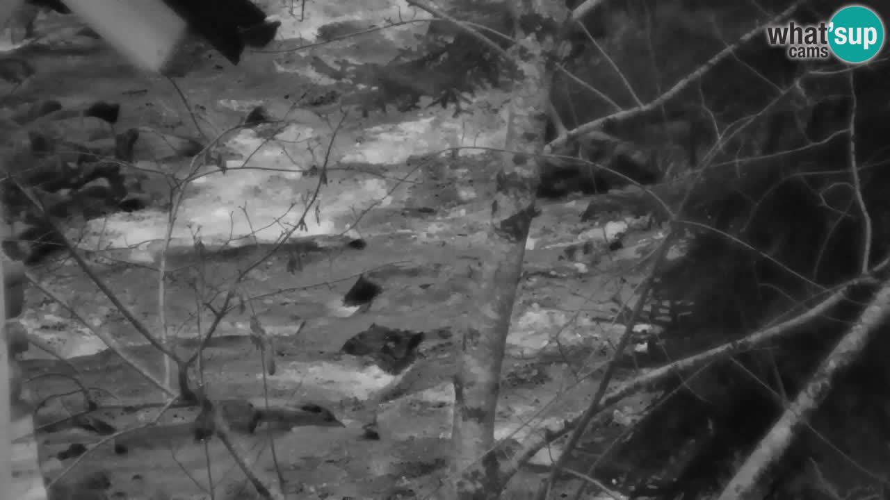 Webcam Lukanja – Pohorje houses a Water village