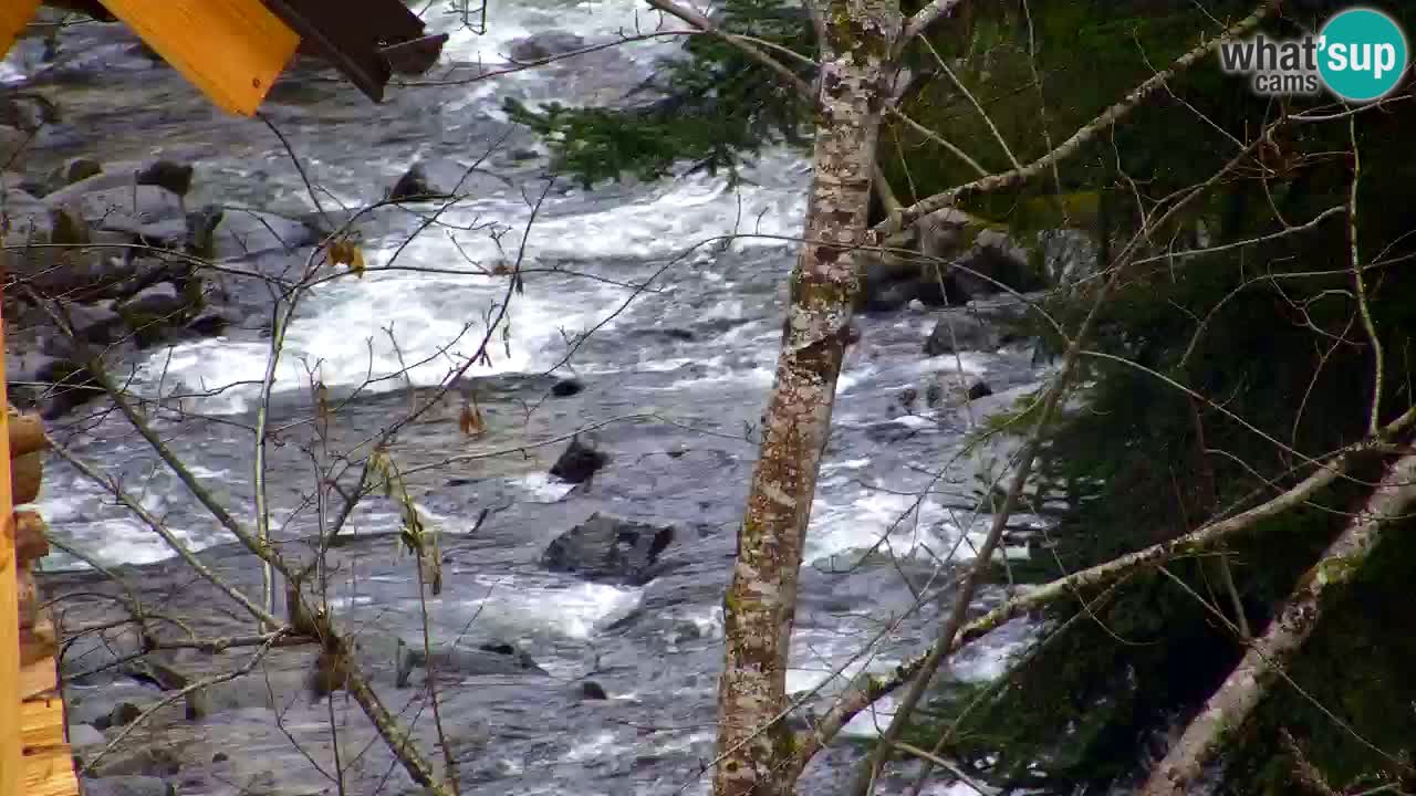 Web kamera Lukanja – Water Village | Pohorje Houses