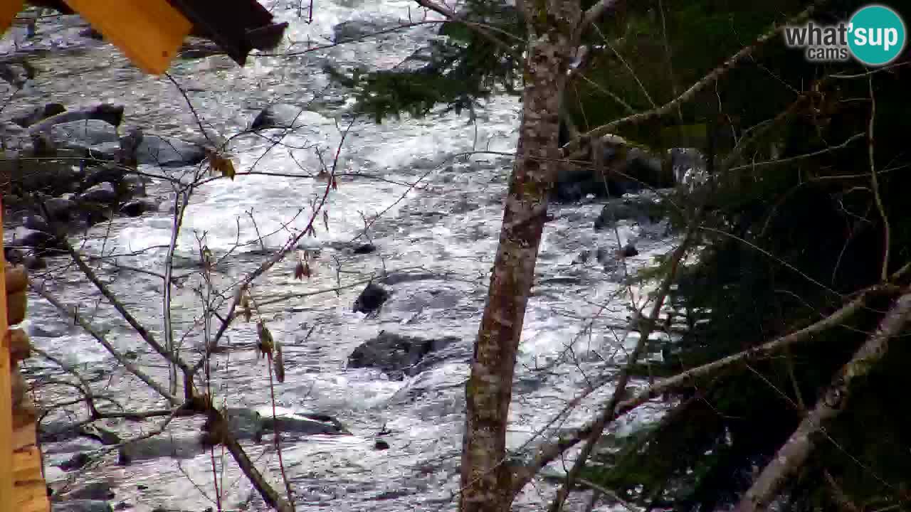 Web kamera Lukanja – Water Village | Pohorje Houses