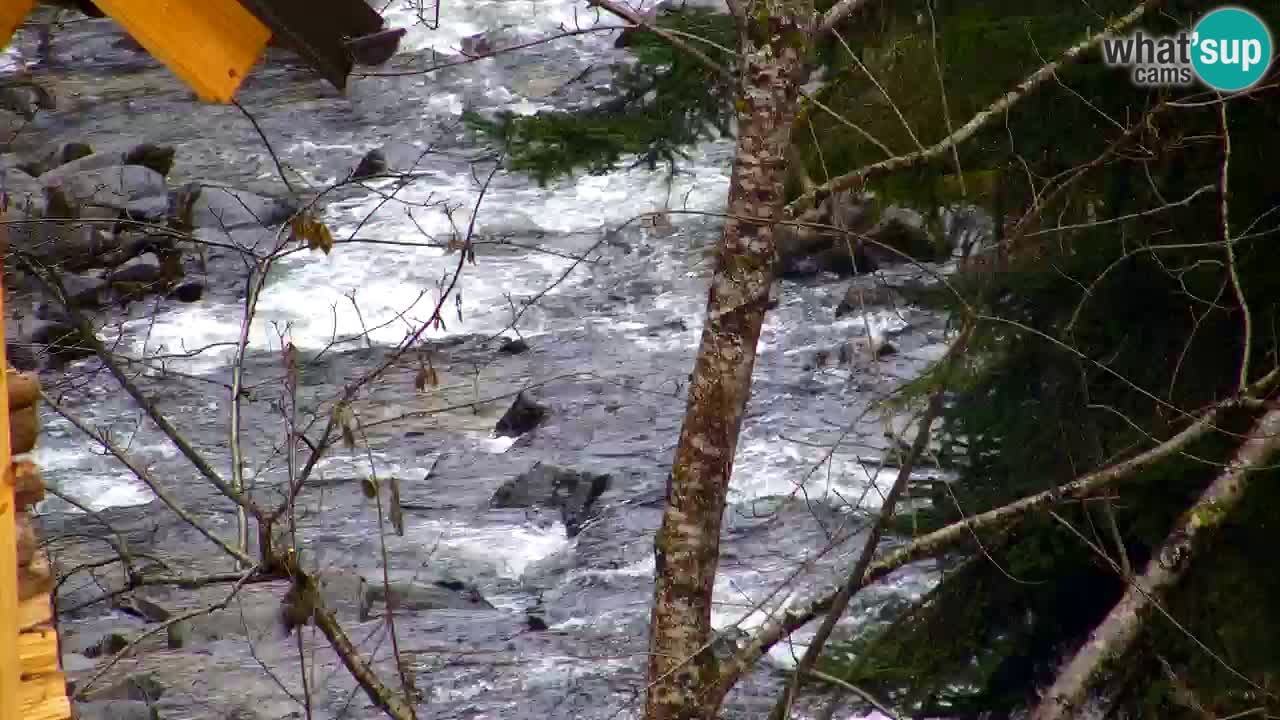 Spletna kamera Lukanja – Water Village | Pohorje Houses