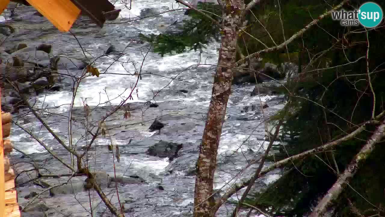 Webcam Lukanja – Water Village | Pohorje Houses