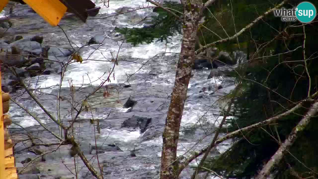 Web kamera Lukanja – Water Village | Pohorje Houses