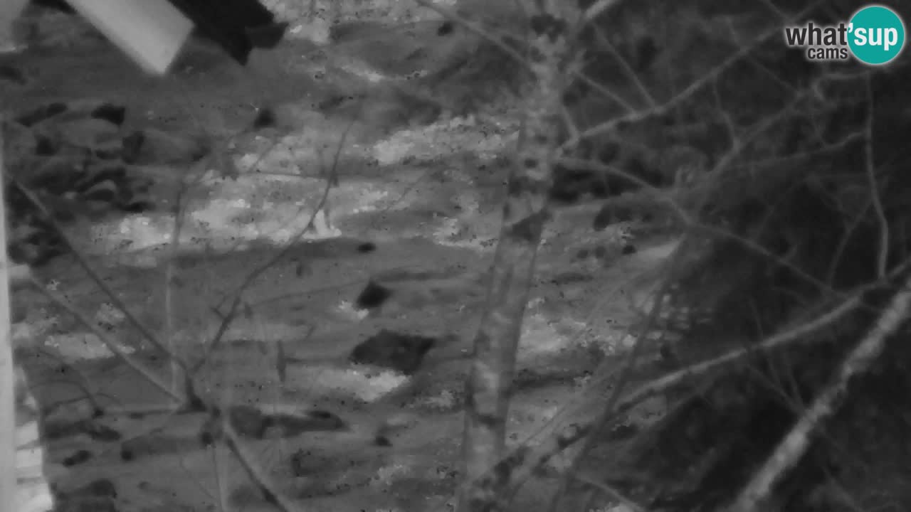 Spletna kamera Lukanja – Water Village | Pohorje Houses