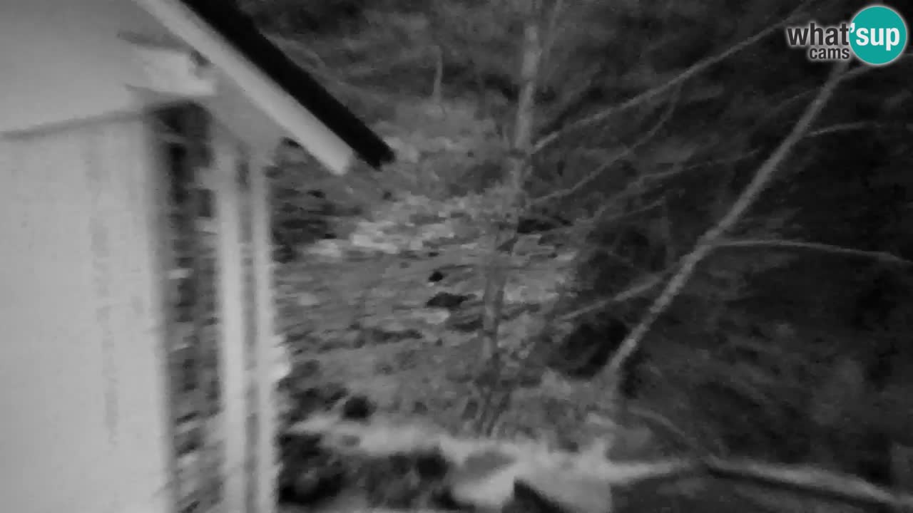 Web kamera Lukanja – Water Village | Pohorje Houses