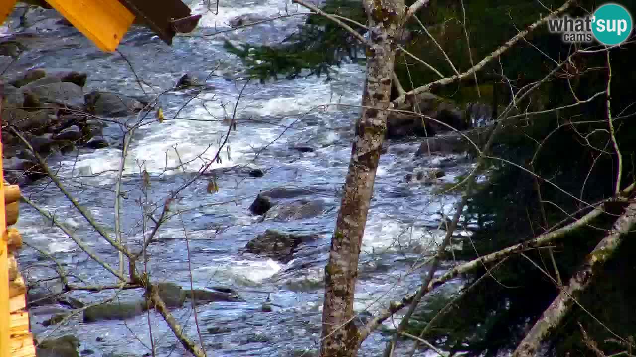 Webcam Lukanja – Water Village | Pohorje Houses