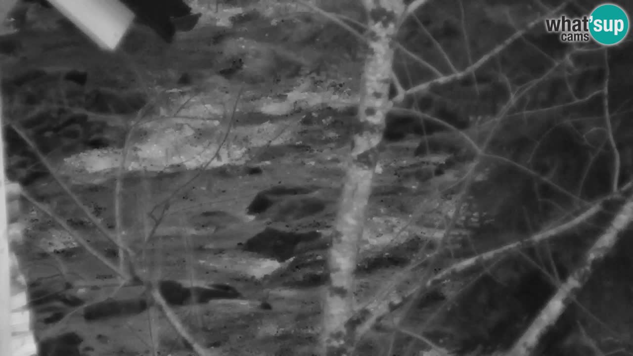 Web kamera Lukanja – Water Village | Pohorje Houses