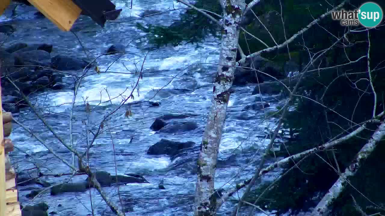 Webcam Lukanja – Water Village | Pohorje Houses
