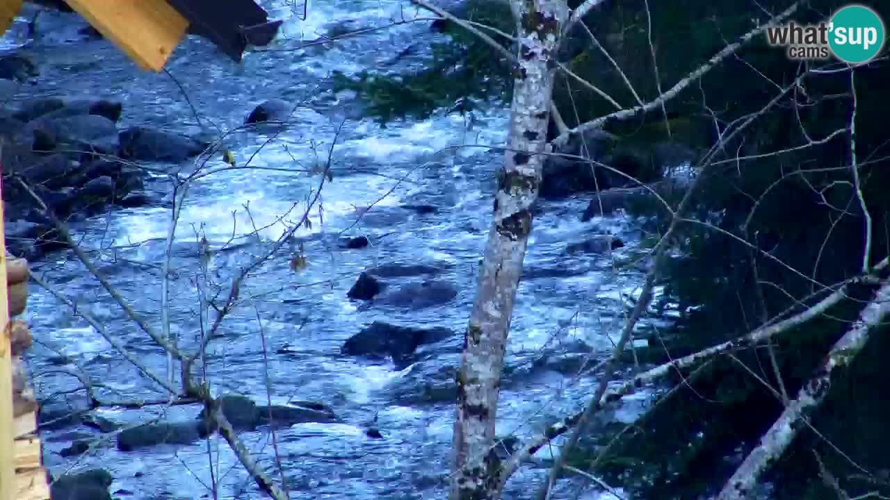 Webcam Lukanja – Water Village | Pohorje Houses