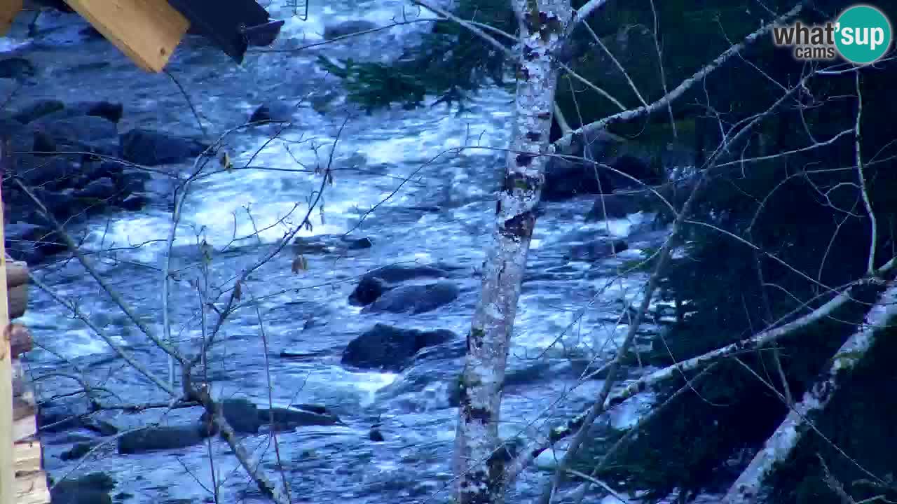 Web kamera Lukanja – Water Village | Pohorje Houses