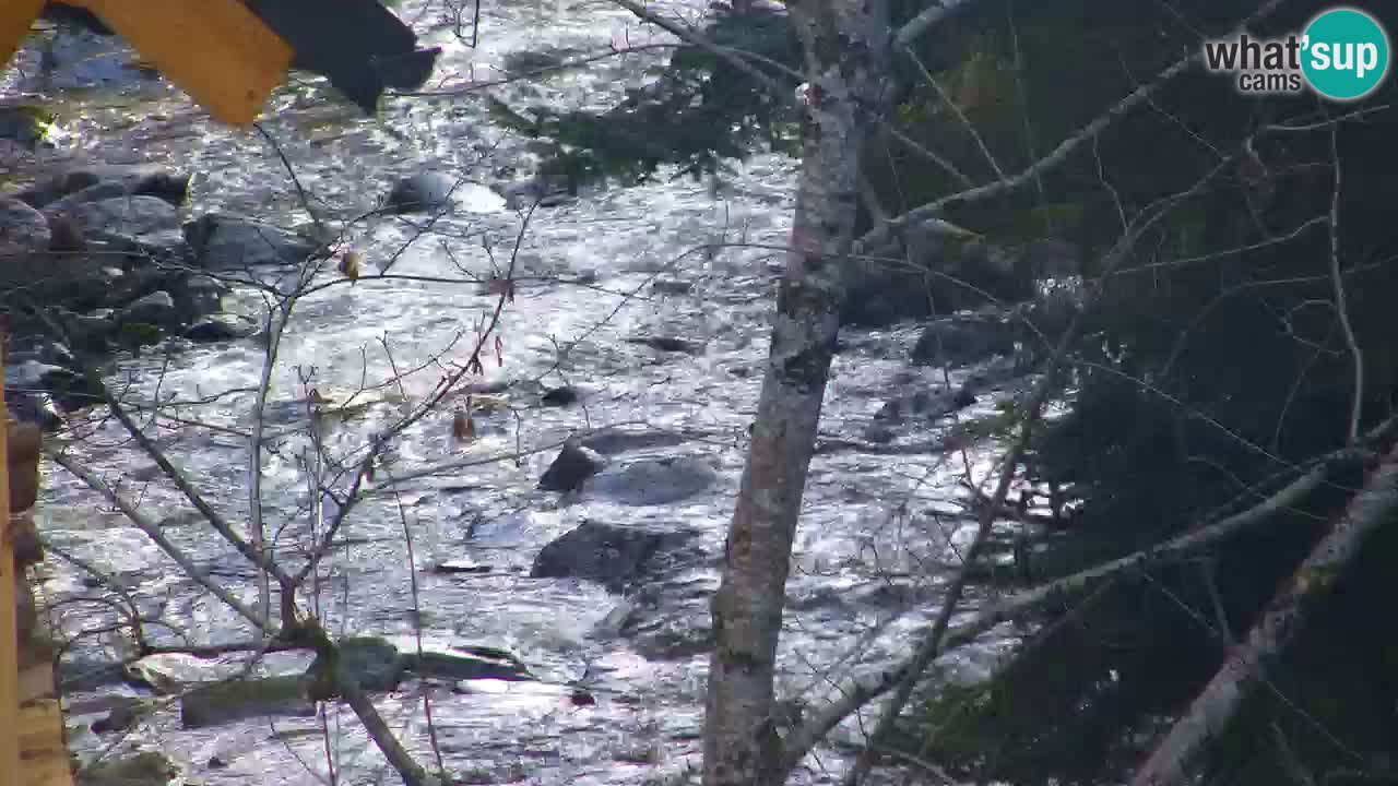Spletna kamera Lukanja – Water Village | Pohorje Houses