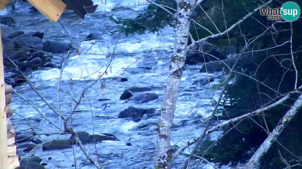 Webcam Lukanja – Water Village | Pohorje Houses