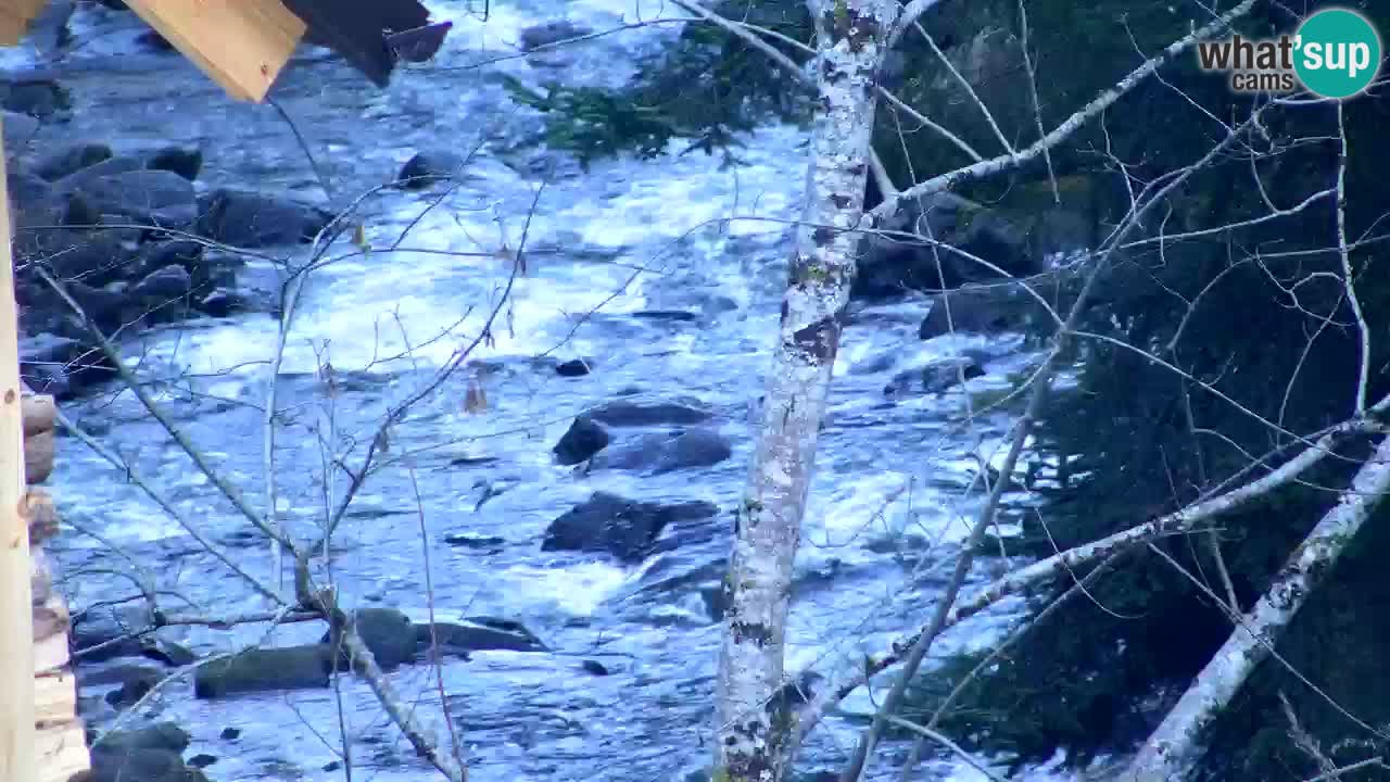 Spletna kamera Lukanja – Water Village | Pohorje Houses
