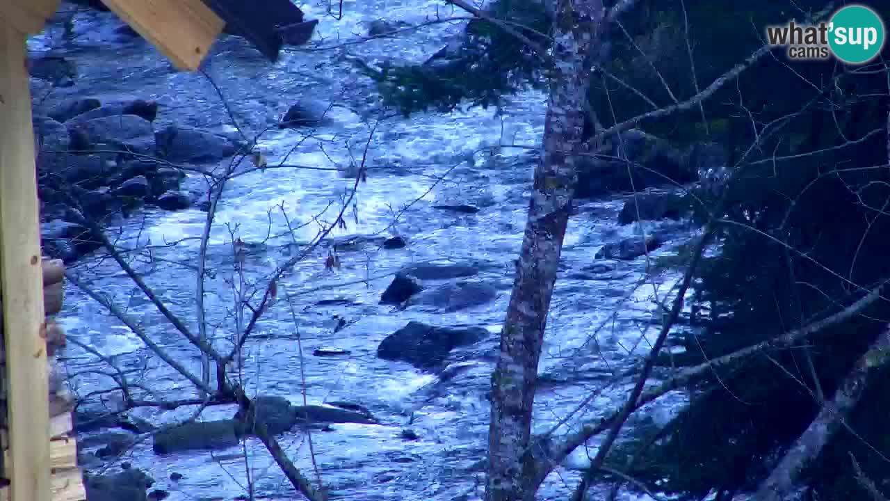 Spletna kamera Lukanja – Water Village | Pohorje Houses