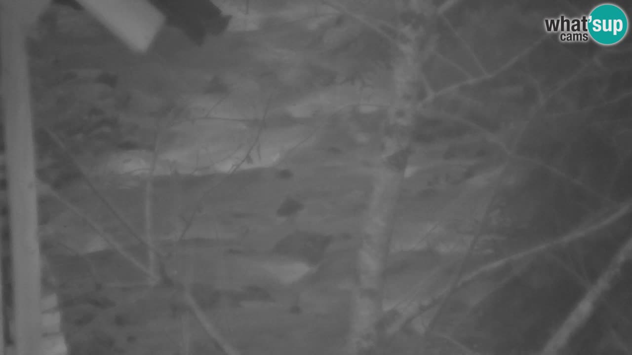 Webcam Lukanja – Water Village | Pohorje Houses