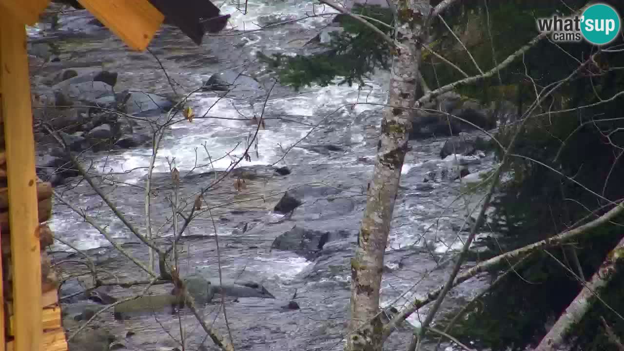 Webcam Lukanja – Pohorje houses a Water village