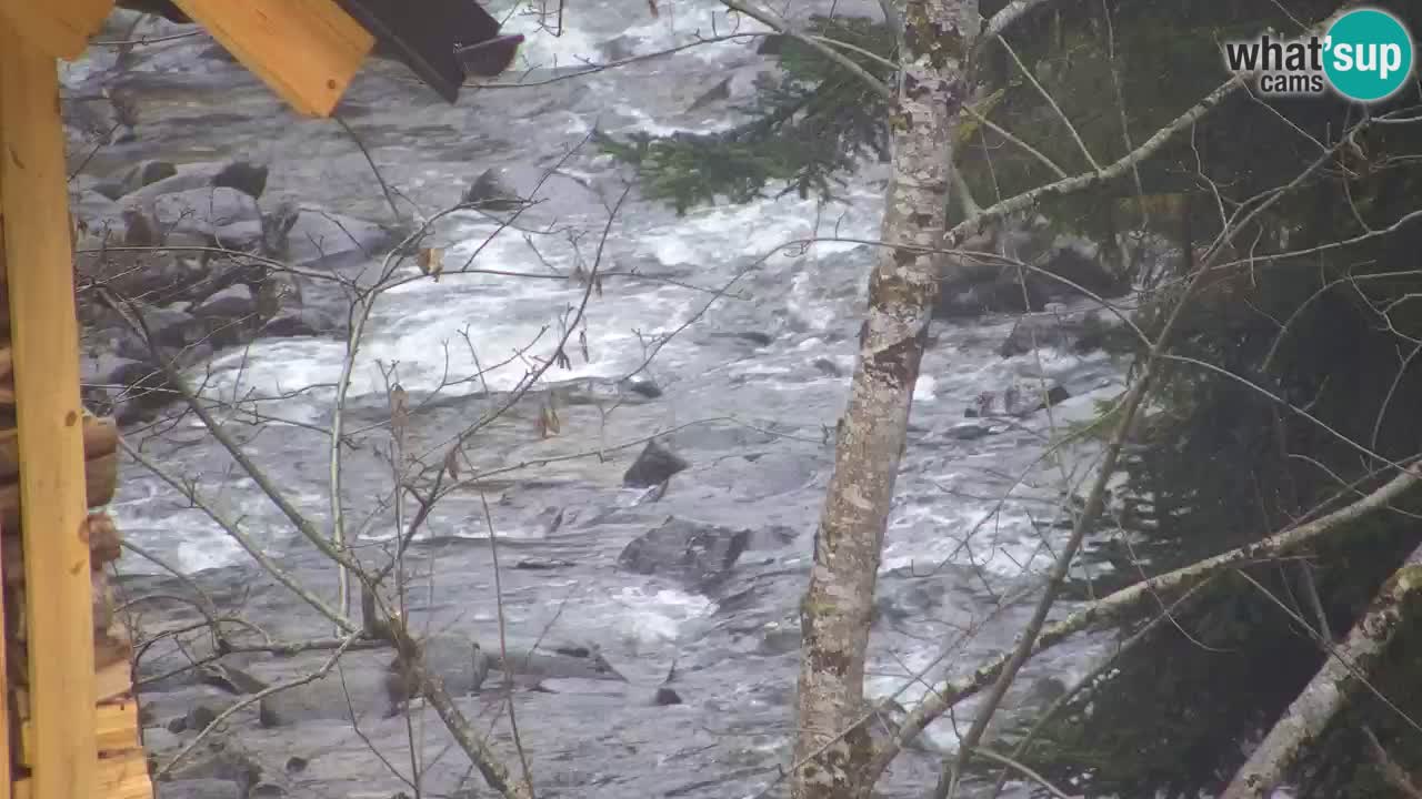 Web kamera Lukanja – Water Village | Pohorje Houses