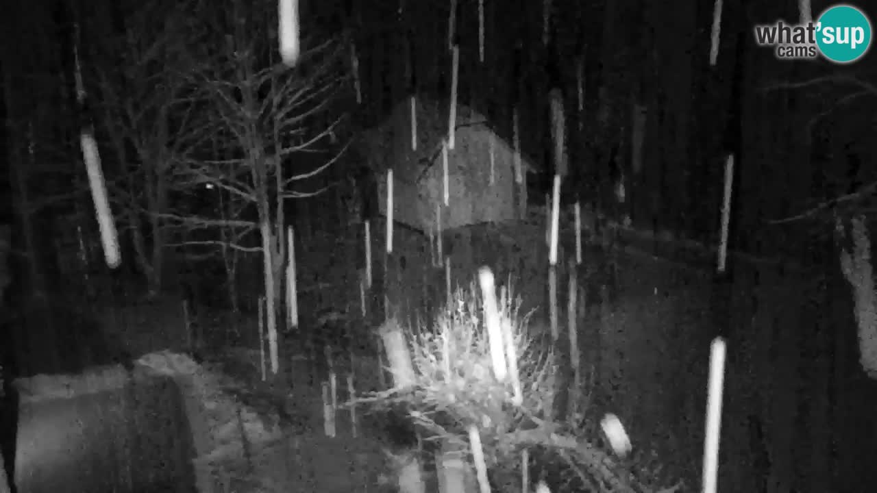 Webcam Lukanja – Water Village | Pohorje Houses