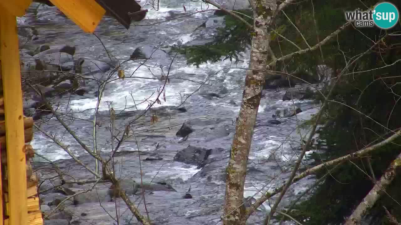 Webcam Lukanja – Water Village | Pohorje Houses