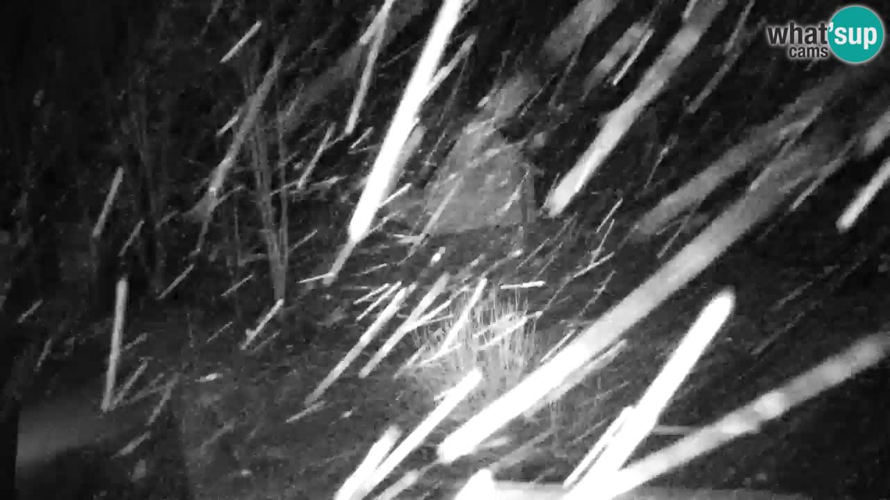 Web kamera Lukanja – Water Village | Pohorje Houses