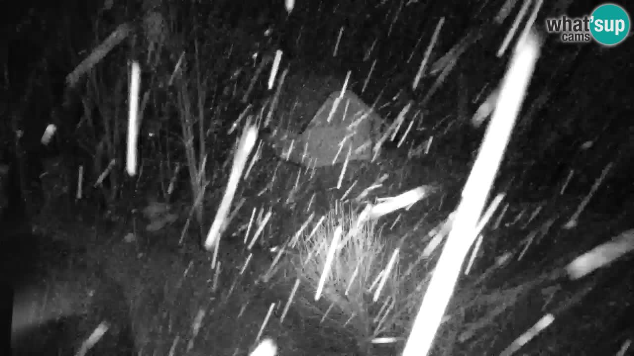 Webcam Lukanja – Water Village | Pohorje Houses