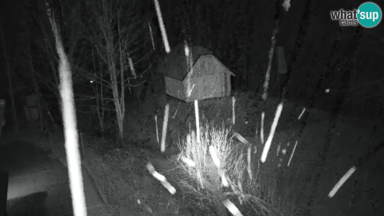 Web kamera Lukanja – Water Village | Pohorje Houses