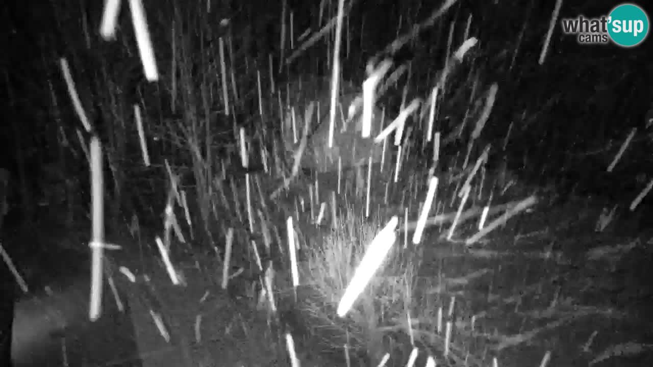 Spletna kamera Lukanja – Water Village | Pohorje Houses