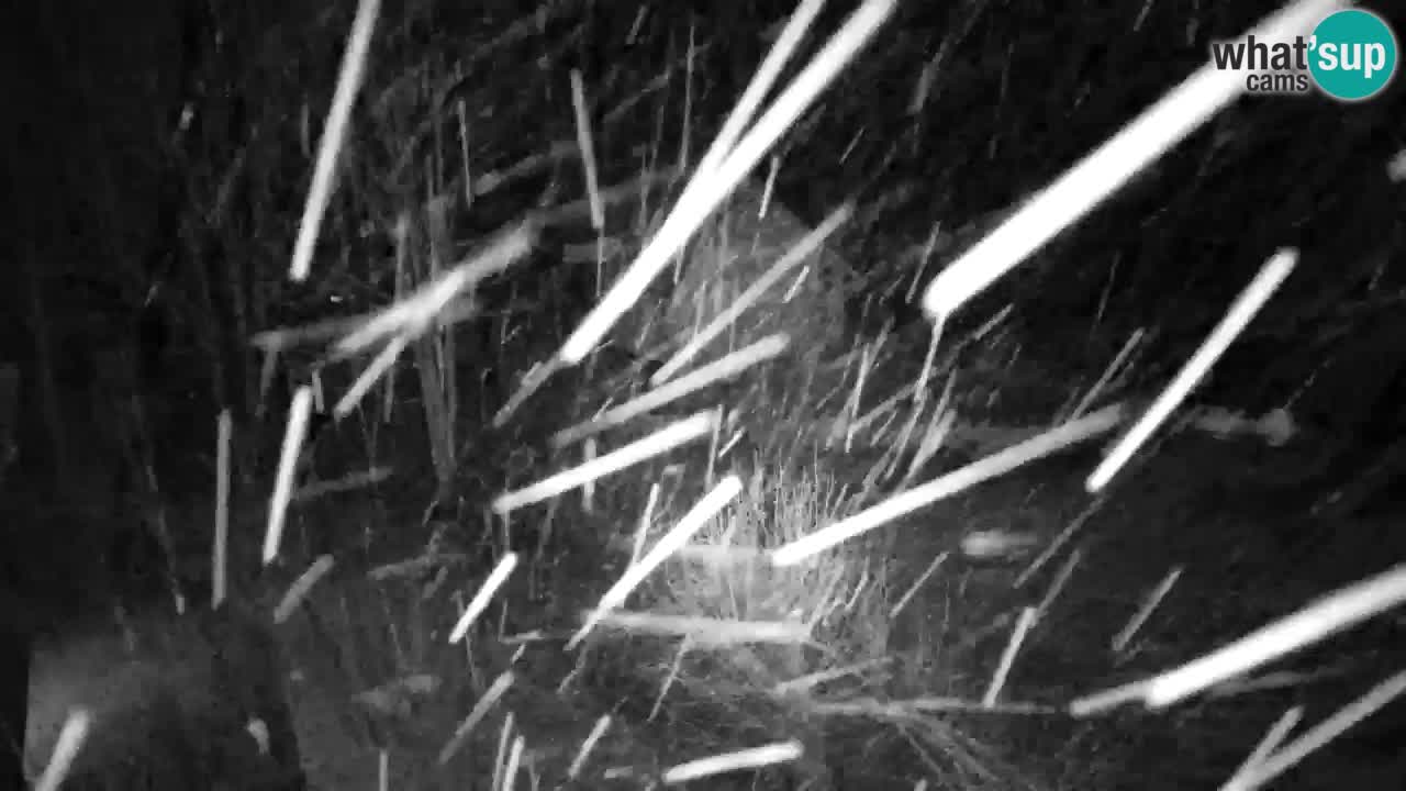 Webcam Lukanja – Water Village | Pohorje Houses