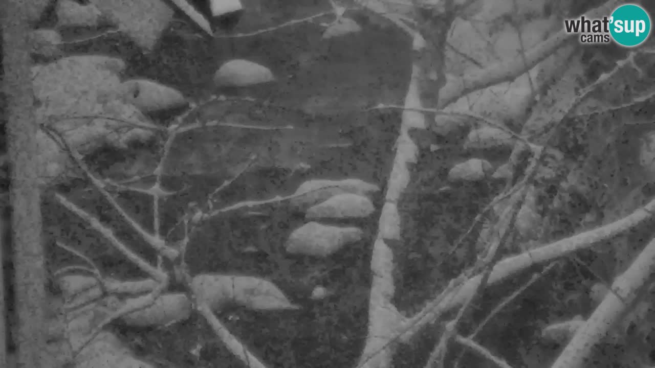 Webcam Lukanja – Pohorje houses a Water village