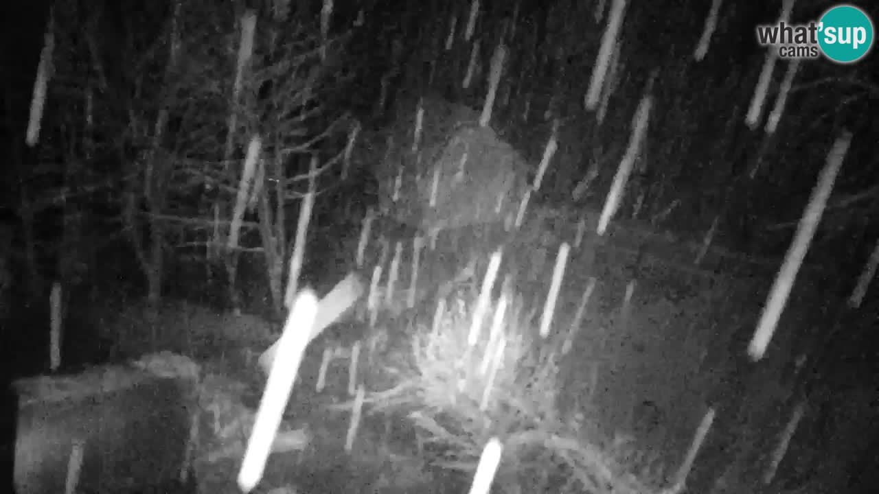 Webcam Lukanja – Water Village | Pohorje Houses