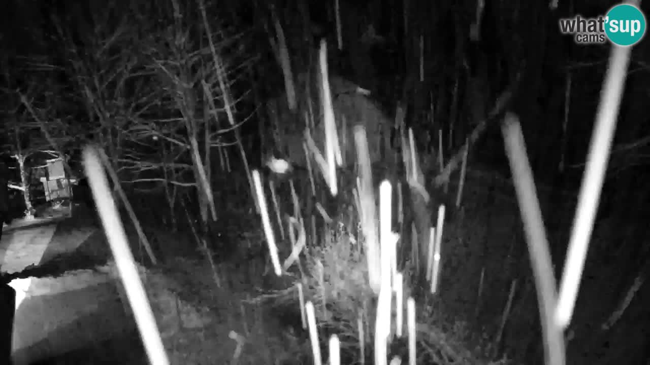 Web kamera Lukanja – Water Village | Pohorje Houses