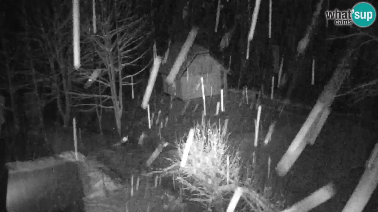 Spletna kamera Lukanja – Water Village | Pohorje Houses