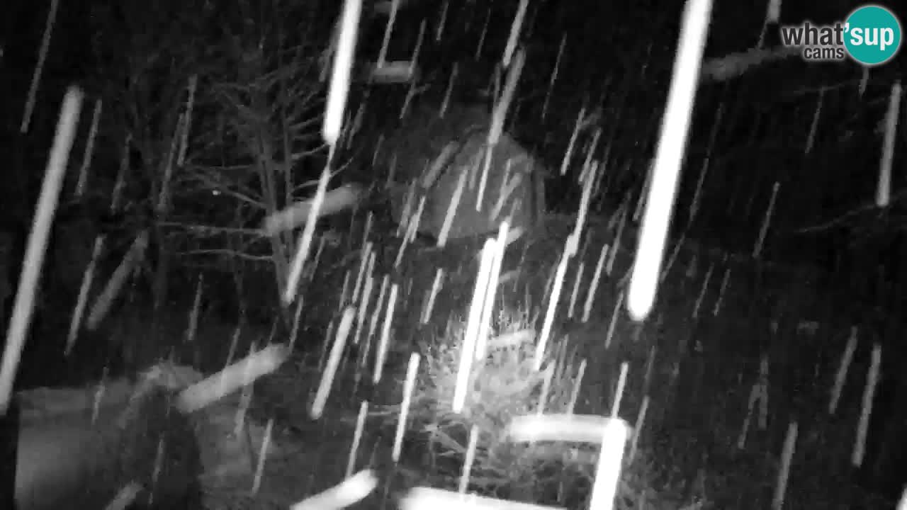 Webcam Lukanja – Pohorje houses a Water village