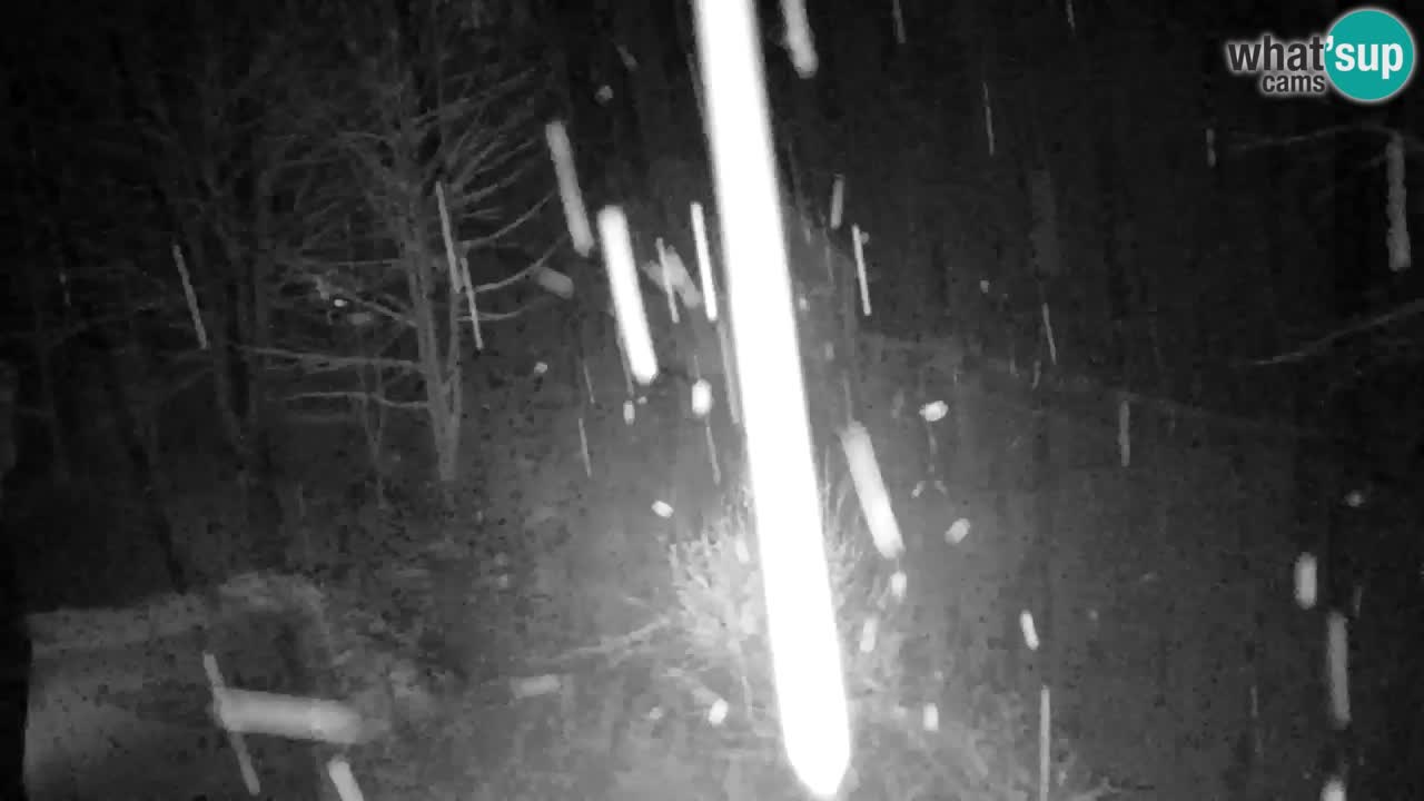 Spletna kamera Lukanja – Water Village | Pohorje Houses