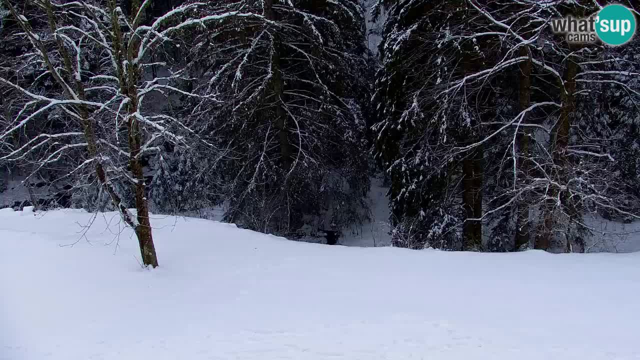 Webcam Lukanja – Water Village | Pohorje Houses