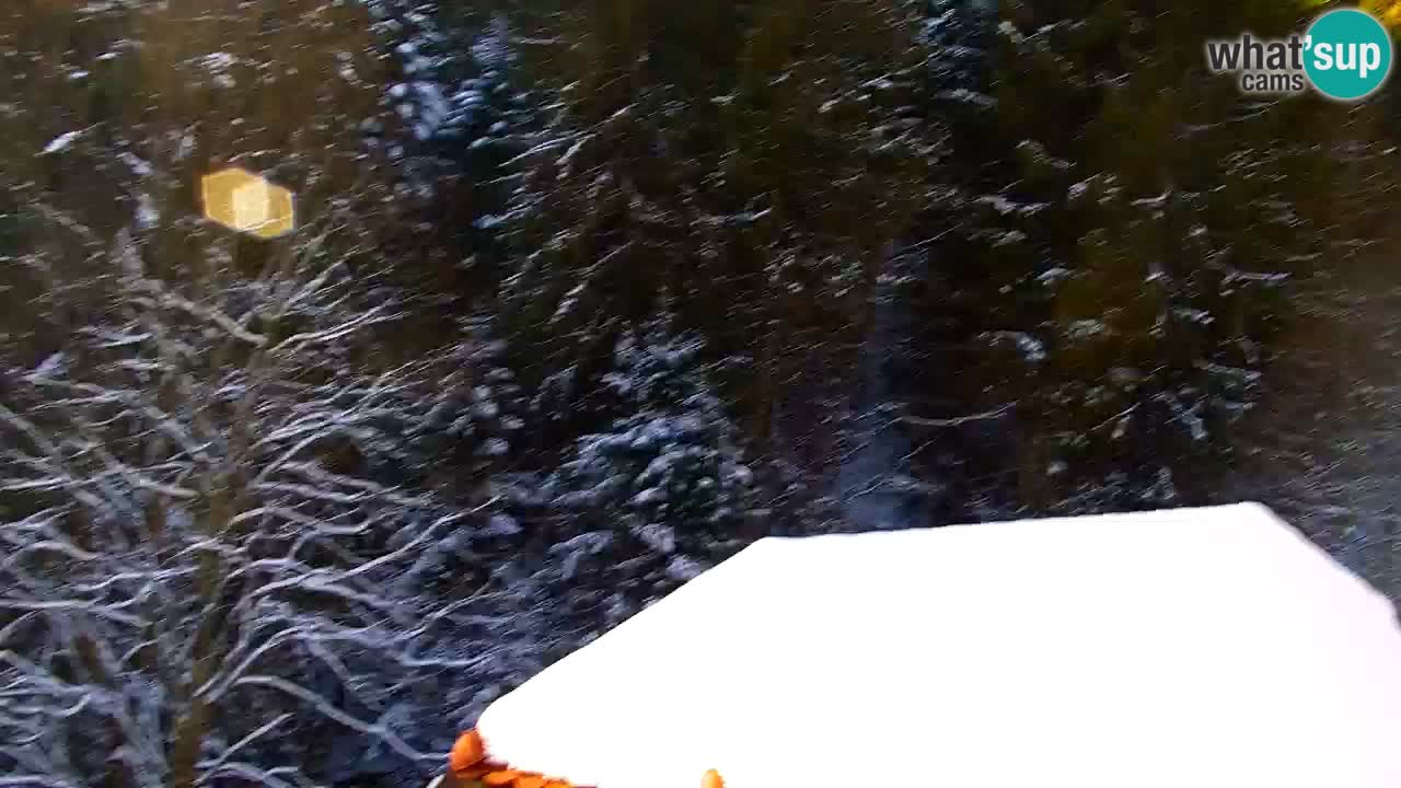 Webcam Lukanja – Water Village | Pohorje Houses