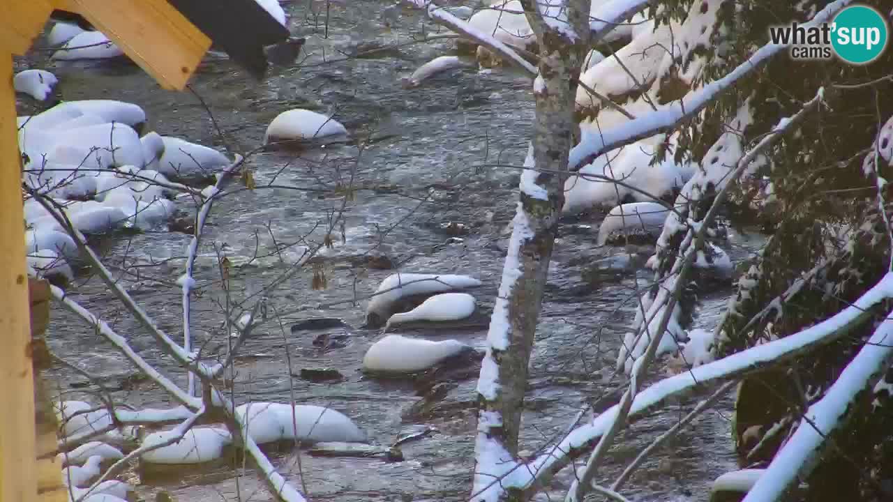 Webcam Lukanja – Water Village | Pohorje Houses