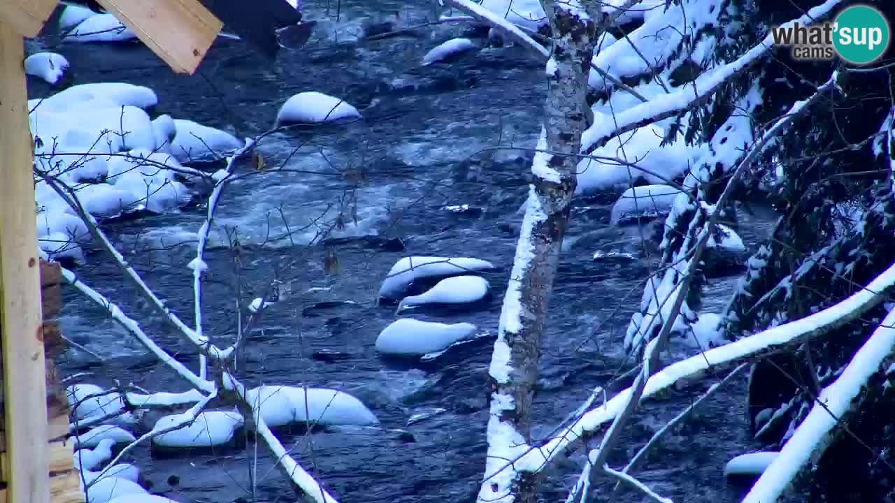 Webcam Lukanja – Pohorje houses a Water village