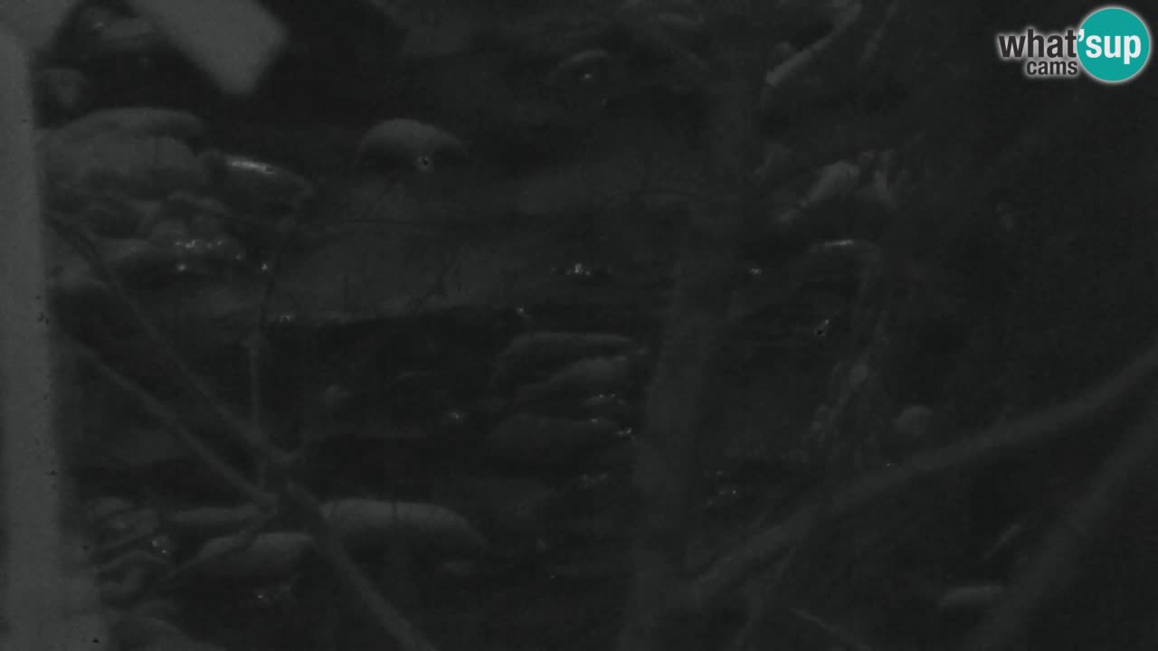 Spletna kamera Lukanja – Water Village | Pohorje Houses