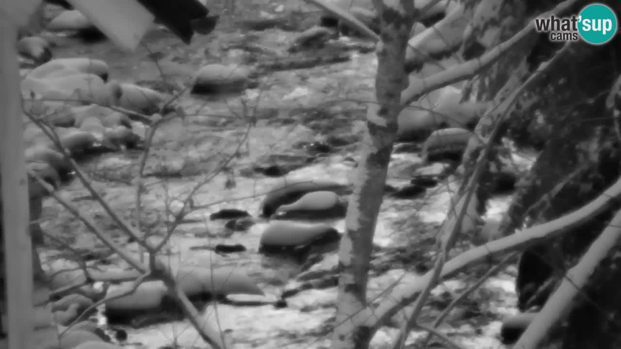 Webcam Lukanja – Water Village | Pohorje Houses