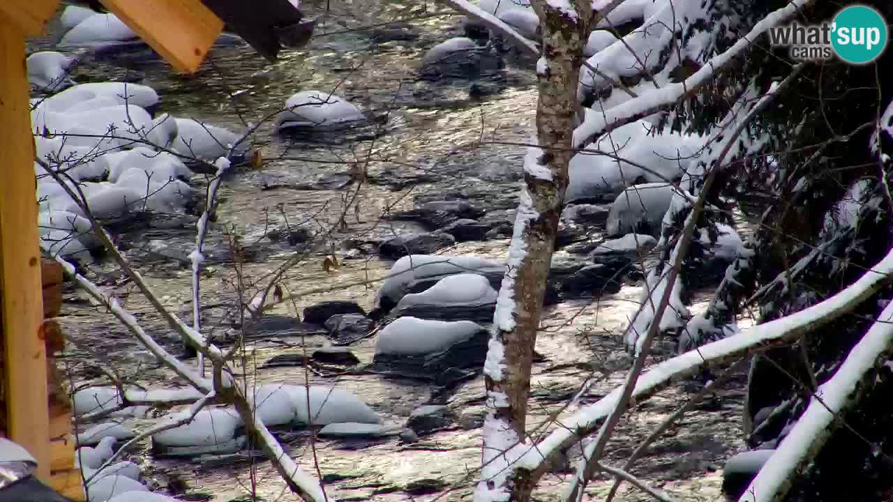 Webcam Lukanja – Water Village | Pohorje Houses